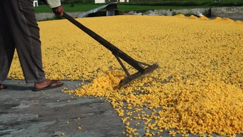 Workers dry corn kernels on the floor Stock Footage 273074288