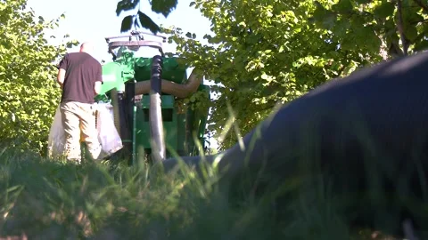 Workers During Mechanized Hazelnut Harvest in Orchard Stock-Footage 345493471