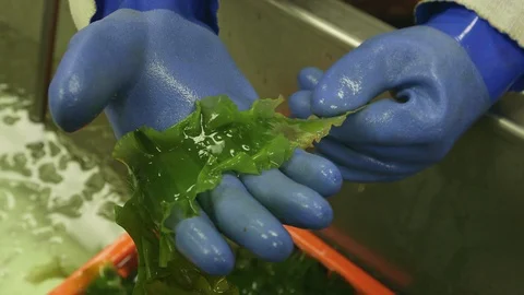 Workers examining kelp leaf in factory Stock Footage 93577085