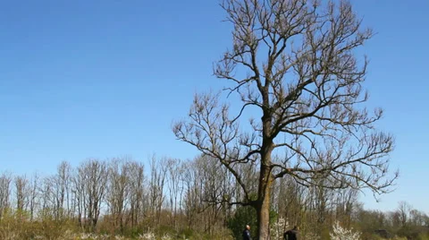 Workers falled a large ash tree. Stockbeeldmateriaal 37439945
