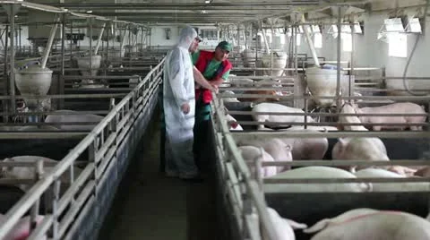 Workers on farm of pigs talking about work Stock Footage 24671596