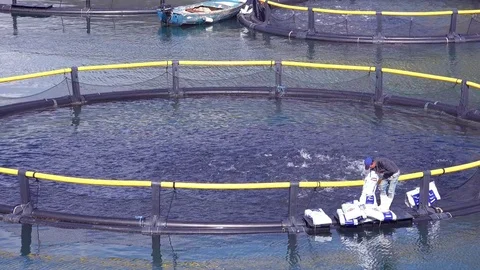 Workers feed fish in a fish farm in Montenegro. Stock Footage 75691222