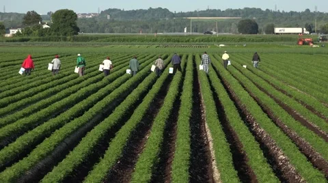 Workers In The Field Stock Footage 52306396