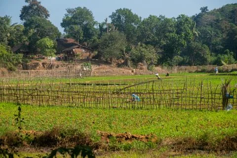 Workers in field, India Stock Photos