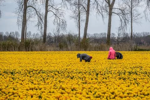 Workers in a field of tulips Stock Photos