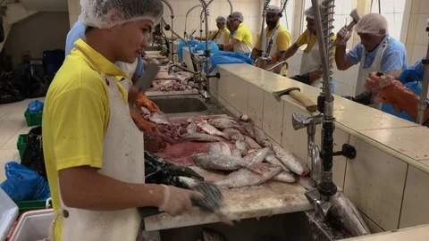 Workers at the fish market Stock Footage 75817899