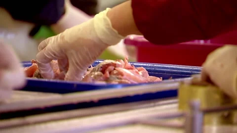 Workers fish plant lay fish fillets in a tin can, cut the fish Stock Footage 102060771
