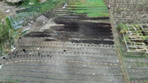 Workers in a food field by Wouri River Stock Footage 80594297