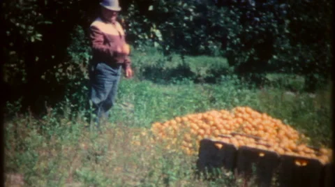 Workers gather the Florida orange harvest 1950s vintage film home movie 2868 Stock-Footage 57983968