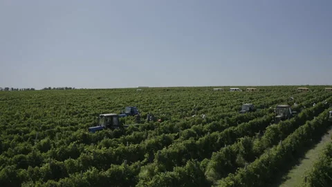 Workers gathering fruit, grapes and load it on a transport, a tractor. Stock-Footage 150862862