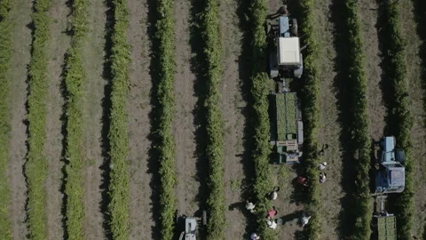 Workers gathering fruit, grapes and load it on a transport, a tractor. Stock-Footage 150862945