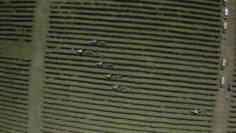 Workers gathering fruit, grapes and load it on a transport, a tractor. Stock Footage 150863043