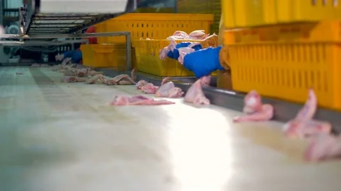 Workers gloved hands choose chicken wings for packaging at meet processing plant Stock Footage 79826031