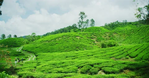 Workers Going to Lunch at BOH Tea Plantations at The Cameron Highlands, Malaysia Stock Footage 146787745