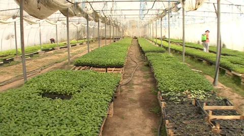 Workers in greenhouse nursery Stock Footage 39672801