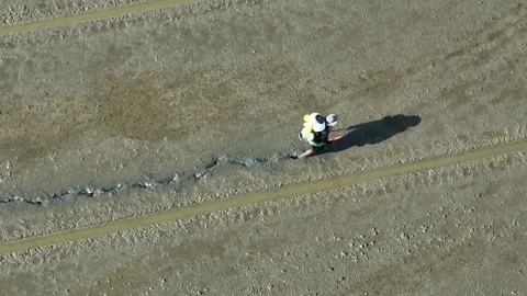 Workers guide automated seed planters through vast rice fields. Stock Footage 309848647