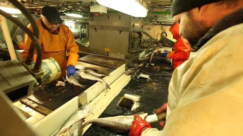 Workers gutted fresh fish 스톡 동영상 42901700