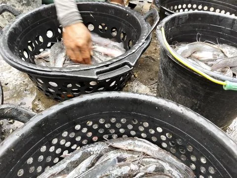 A worker's hand sorting freshly harvested live freshwater catfish in black plast 写真素材