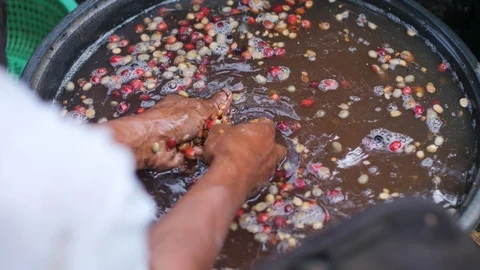 A worker's hand washing coffee beans in a plastic basin. Stock Footage 125111679