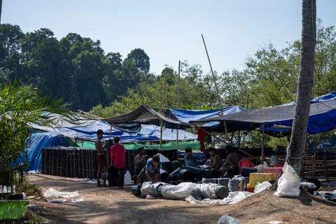 Workers Handle Containers at Krabi Jellyfish Fishery Photos