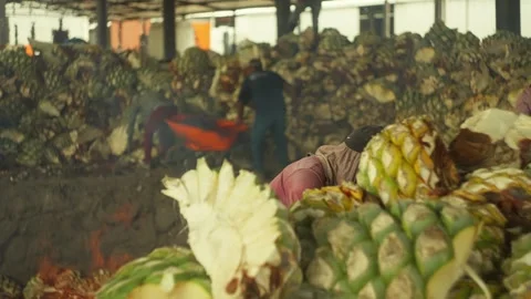 Workers Handling Roasted Blue Agave Piñas at Mezcal Distillery Stock Footage 341438158