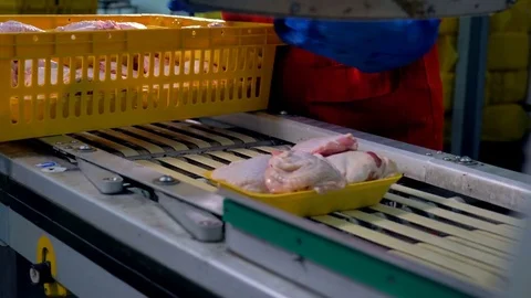 Workers hands place chicken meat containers on a factory line. Video stock 81129136