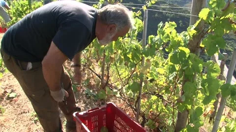 Workers harversting grapes Stock Footage 22413919