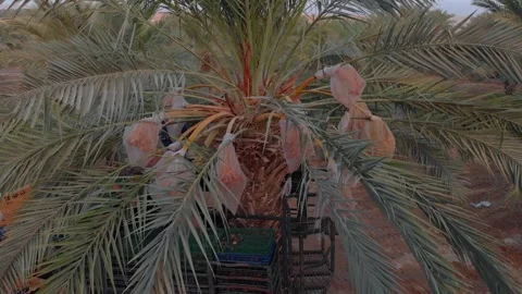Workers harvest dates at sunrise on a crane in a date field in the Jordan Stock Footage 203834278