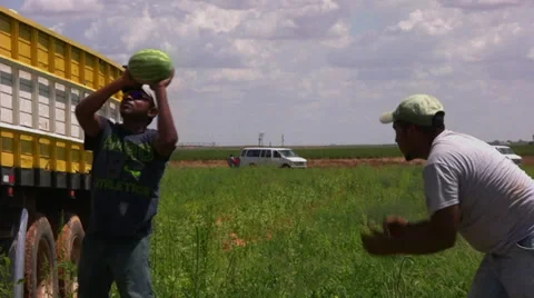 Workers harvest mellons 7 Stock Footage 28499404
