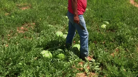 Workers harvest melons 2 Stock Footage 28499551