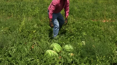 Workers harvest melons 3 Stock Footage 28499446