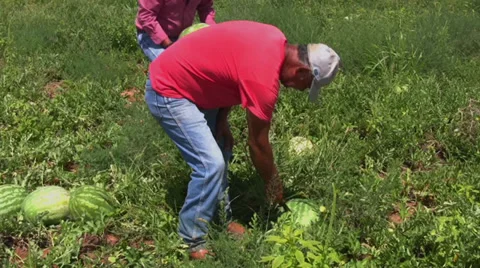 Workers harvest melons 5 Stock Footage 28499453