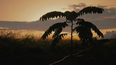 Workers harvesting coffee beans Video stock 196177901