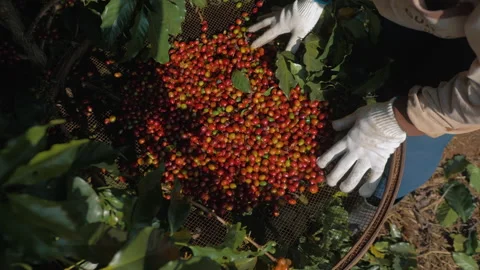 Workers harvesting coffee beans Stock Footage 196178436