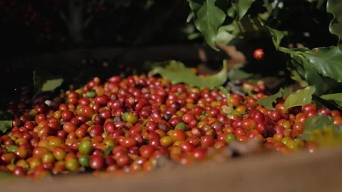 Workers harvesting coffee beans Stock Footage 196186318