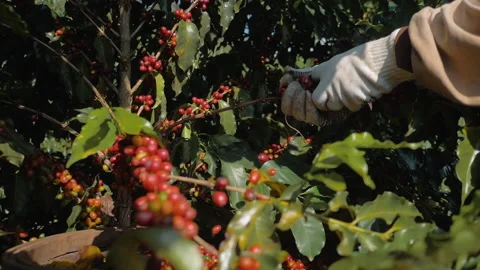 Workers harvesting coffee beans Stock Footage 196186518