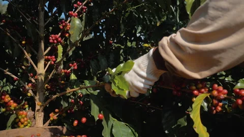 Workers harvesting coffee beans Stock Footage 196186621