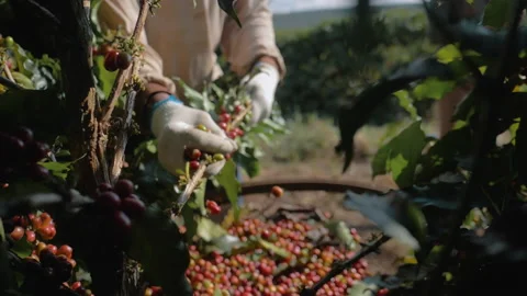 Workers harvesting coffee beans Stock Footage 196186654