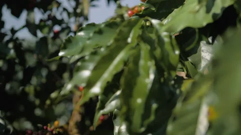 Workers harvesting coffee beans Stock Footage 196187350