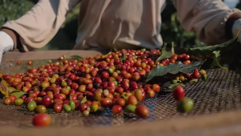 Workers harvesting coffee beans Stock Footage 196187493