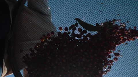 Workers harvesting coffee beans Stock Footage 196187494