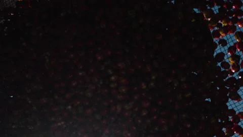 Workers harvesting coffee beans Stock Footage 196187541