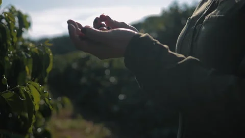Workers harvesting coffee beans Stock Footage 196187977