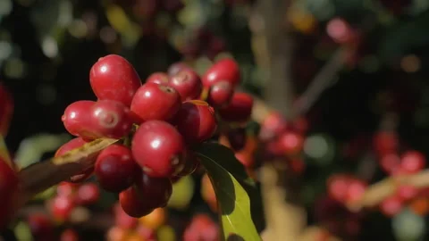 Workers harvesting coffee beans Stock Footage 196188025