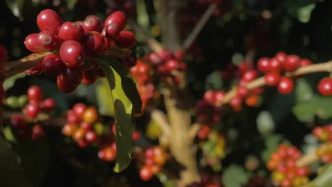 Workers harvesting coffee beans Stock Footage 196188084