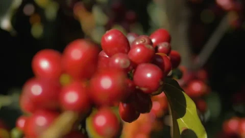 Workers harvesting coffee beans Stock Footage 196188131