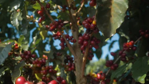 Workers harvesting coffee beans Stock Footage 196189408