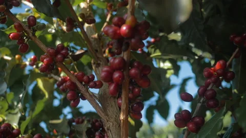 Workers harvesting coffee beans Stock Footage 196189676