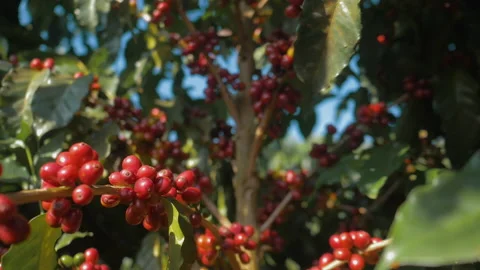 Workers harvesting coffee beans Stock Footage 196189705