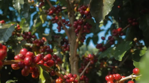 Workers harvesting coffee beans Stock Footage 196189909